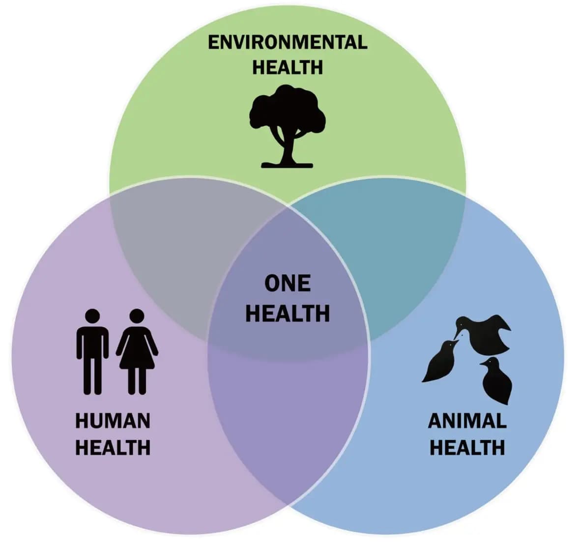 One Health — Atrof-muhit, Inson va Hayvon salomatligi