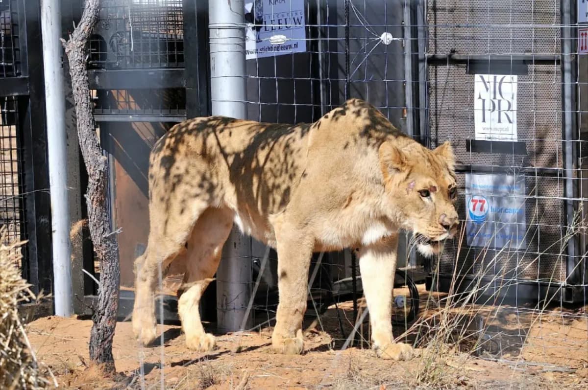 Lion Foundation ta'lim dasturi